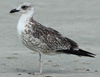 Larus armenicus